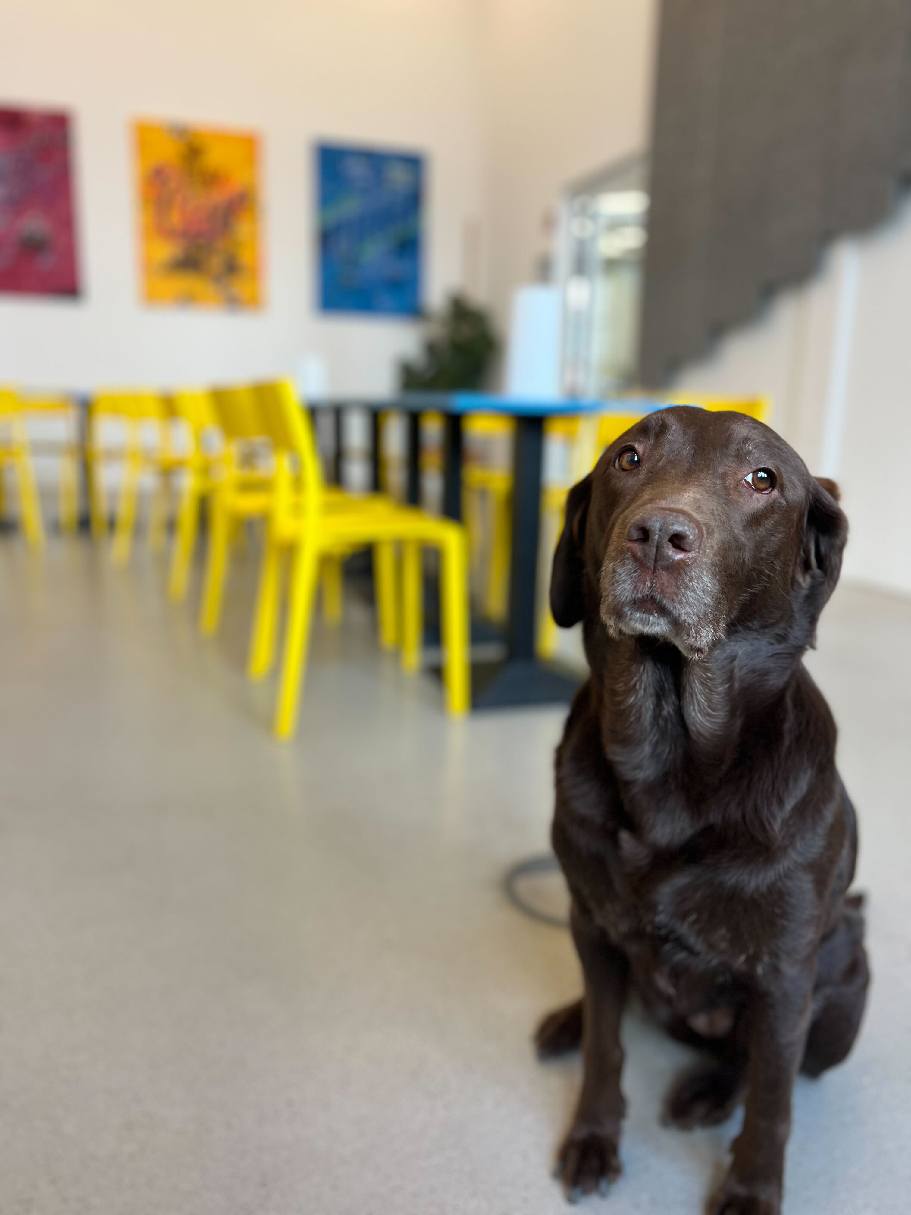 Coco, the chocolate Labrador, in the Staffbase Headquarters in Chemnitz, Germany